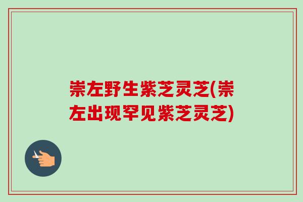 崇左野生紫芝灵芝(崇左出现罕见紫芝灵芝)-第1张图片-卓越灵芝孢子粉