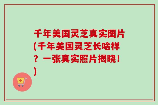 千年美国灵芝真实图片(千年美国灵芝长啥样？一张真实照片揭晓！)-第1张图片-卓越灵芝孢子粉
