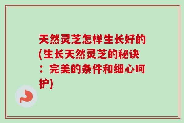 天然灵芝怎样生长好的(生长天然灵芝的秘诀:完美的条件和细心呵护)-第1张图片-卓越灵芝孢子粉 天然灵芝怎样生长好的(生长天然灵芝的秘诀:完美的条件和细心呵护)-第1张图片-卓越灵芝孢子粉