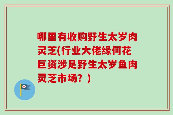 哪里有收购野生太岁肉灵芝(行业大佬缘何花巨资涉足野生太岁鱼肉灵芝市场?)-第1张图片-卓越灵芝孢子粉 哪里有收购野生太岁肉灵芝(行业大佬缘何花巨资涉足野生太岁鱼肉灵芝市场?)-第1张图片-卓越灵芝孢子粉