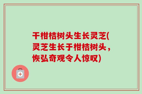 干柑桔树头生长灵芝(灵芝生长于柑桔树头,恢弘奇观令人惊叹)-第1张图片-卓越灵芝孢子粉 干柑桔树头生长灵芝(灵芝生长于柑桔树头,恢弘奇观令人惊叹)-第1张图片-卓越灵芝孢子粉