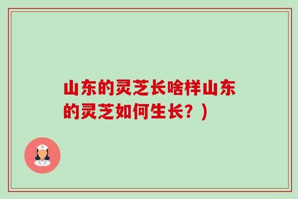山东的灵芝长啥样山东的灵芝如何生长?)-第1张图片-卓越灵芝孢子粉 山东的灵芝长啥样山东的灵芝如何生长?)-第1张图片-卓越灵芝孢子粉