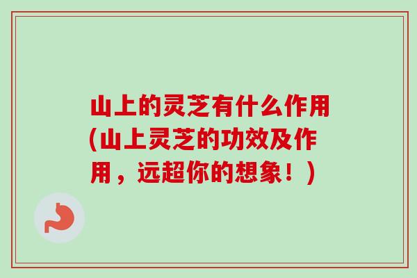 山上的灵芝有什么作用(山上灵芝的功效及作用,远超你的想象!)-第1张图片-卓越灵芝孢子粉 山上的灵芝有什么作用(山上灵芝的功效及作用,远超你的想象!)-第1张图片-卓越灵芝孢子粉