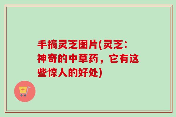 手摘灵芝图片(灵芝:神奇的中草药,它有这些惊人的好处)-第1张图片-卓越灵芝孢子粉 手摘灵芝图片(灵芝:神奇的中草药,它有这些惊人的好处)-第1张图片-卓越灵芝孢子粉