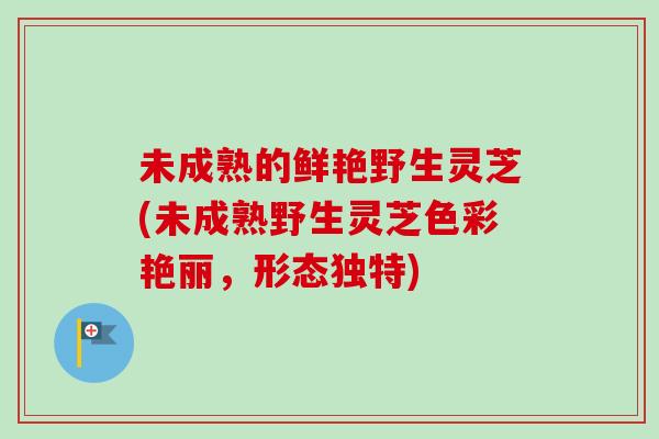 未成熟的鲜艳野生灵芝(未成熟野生灵芝色彩艳丽,形态独特)-第1张图片-卓越灵芝孢子粉 未成熟的鲜艳野生灵芝(未成熟野生灵芝色彩艳丽,形态独特)-第1张图片-卓越灵芝孢子粉