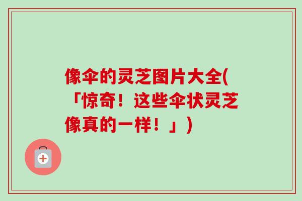 像伞的灵芝图片大全(「惊奇!这些伞状灵芝像真的一样!」)-第1张图片-卓越灵芝孢子粉 像伞的灵芝图片大全(「惊奇!这些伞状灵芝像真的一样!」)-第1张图片-卓越灵芝孢子粉