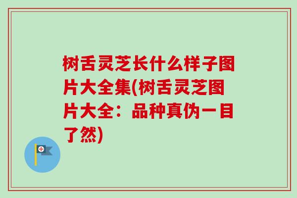 树舌灵芝长什么样子图片大全集(树舌灵芝图片大全：品种真伪一目了然)-第1张图片-卓越灵芝孢子粉