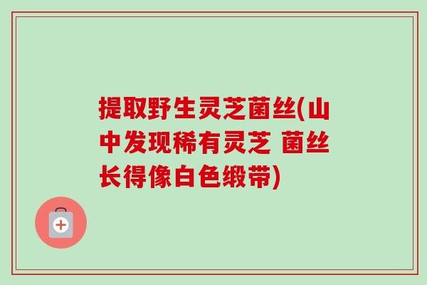 提取野生灵芝菌丝(山中发现稀有灵芝 菌丝长得像白色缎带)-第1张图片-卓越灵芝孢子粉 提取野生灵芝菌丝(山中发现稀有灵芝 菌丝长得像白色缎带)-第1张图片-卓越灵芝孢子粉