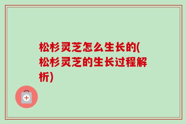 松杉灵芝怎么生长的(松杉灵芝的生长过程解析)-第1张图片-卓越灵芝孢子粉 松杉灵芝怎么生长的(松杉灵芝的生长过程解析)-第1张图片-卓越灵芝孢子粉