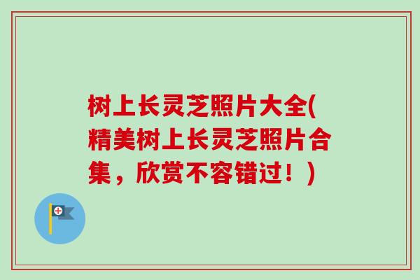 树上长灵芝照片大全(精美树上长灵芝照片合集,欣赏不容错过!)-第1张图片-卓越灵芝孢子粉 树上长灵芝照片大全(精美树上长灵芝照片合集,欣赏不容错过!)-第1张图片-卓越灵芝孢子粉