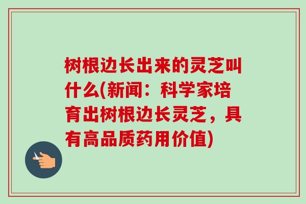 树根边长出来的灵芝叫什么(新闻:科学家培育出树根边长灵芝,具有高品质药用价值)-第1张图片-卓越灵芝孢子粉 树根边长出来的灵芝叫什么(新闻:科学家培育出树根边长灵芝,具有高品质药用价值)-第1张图片-卓越灵芝孢子粉