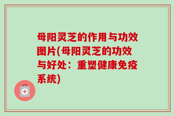 母阳灵芝的作用与功效图片(母阳灵芝的功效与好处：重塑健康免疫系统)-第1张图片-卓越灵芝孢子粉
