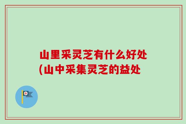 山里采灵芝有什么好处(山中采集灵芝的益处-第1张图片-卓越灵芝孢子粉
