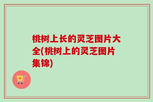 桃树上长的灵芝图片大全(桃树上的灵芝图片集锦)-第1张图片-卓越灵芝孢子粉 桃树上长的灵芝图片大全(桃树上的灵芝图片集锦)-第1张图片-卓越灵芝孢子粉