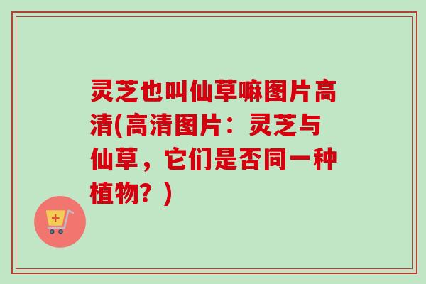 灵芝也叫仙草嘛图片高清(高清图片:灵芝与仙草,它们是否同一种植物?)-第1张图片-卓越灵芝孢子粉 灵芝也叫仙草嘛图片高清(高清图片:灵芝与仙草,它们是否同一种植物?)-第1张图片-卓越灵芝孢子粉