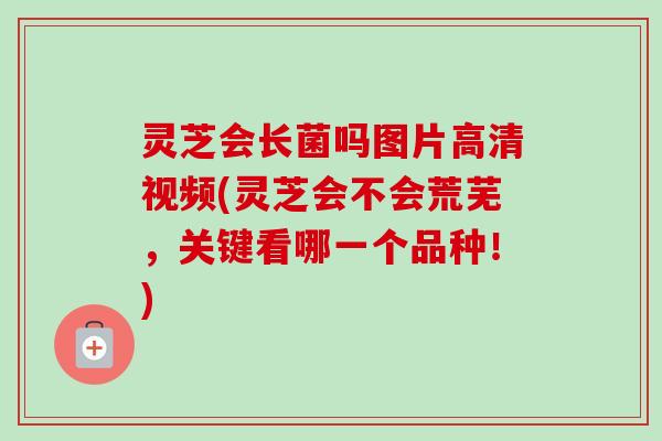 灵芝会长菌吗图片高清视频(灵芝会不会荒芜,关键看哪一个品种!)-第1张图片-卓越灵芝孢子粉 灵芝会长菌吗图片高清视频(灵芝会不会荒芜,关键看哪一个品种!)-第1张图片-卓越灵芝孢子粉