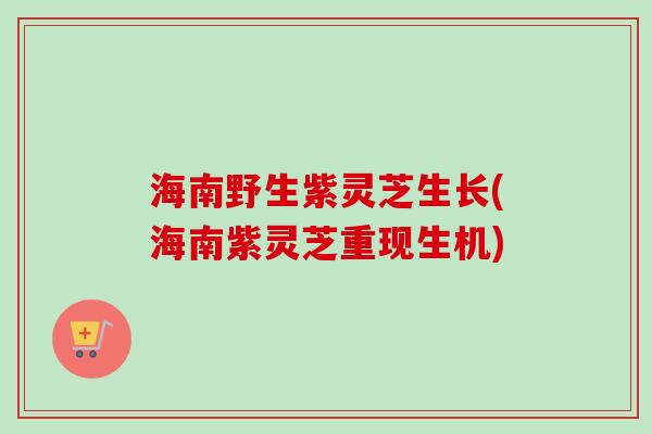 海南野生紫灵芝生长(海南紫灵芝重现生机)-第1张图片-卓越灵芝孢子粉 海南野生紫灵芝生长(海南紫灵芝重现生机)-第1张图片-卓越灵芝孢子粉