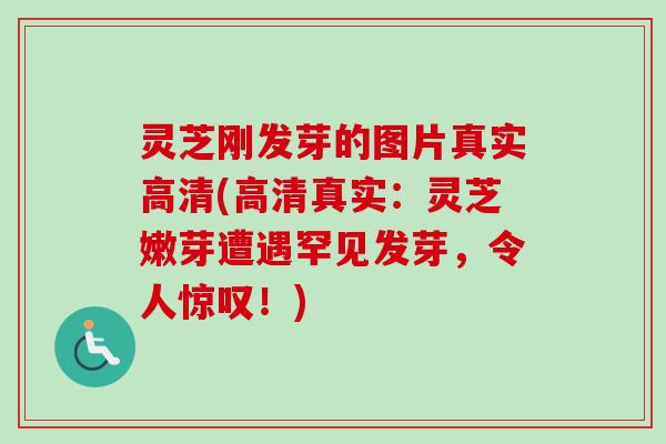 灵芝刚发芽的图片真实高清(高清真实:灵芝嫩芽遭遇罕见发芽,令人惊叹!)-第1张图片-卓越灵芝孢子粉 灵芝刚发芽的图片真实高清(高清真实:灵芝嫩芽遭遇罕见发芽,令人惊叹!)-第1张图片-卓越灵芝孢子粉