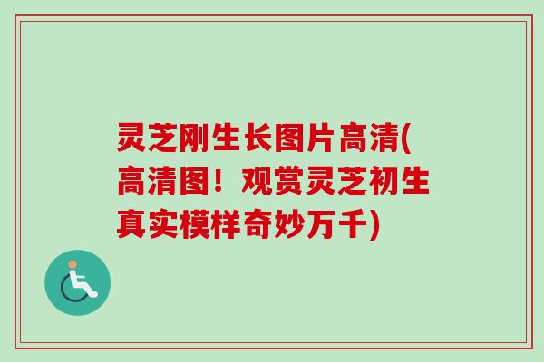 灵芝刚生长图片高清(高清图!观赏灵芝初生真实模样奇妙万千)-第1张图片-卓越灵芝孢子粉 灵芝刚生长图片高清(高清图!观赏灵芝初生真实模样奇妙万千)-第1张图片-卓越灵芝孢子粉
