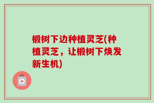 椴树下边种植灵芝(种植灵芝,让椴树下焕发新生机)-第1张图片-卓越灵芝孢子粉 椴树下边种植灵芝(种植灵芝,让椴树下焕发新生机)-第1张图片-卓越灵芝孢子粉