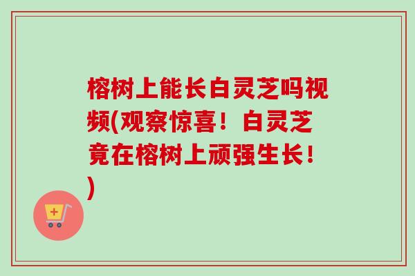 榕树上能长白灵芝吗视频(观察惊喜！白灵芝竟在榕树上顽强生长！)-第1张图片-卓越灵芝孢子粉