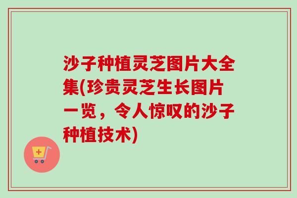 沙子种植灵芝图片大全集(珍贵灵芝生长图片一览,令人惊叹的沙子种植技术)-第1张图片-卓越灵芝孢子粉 沙子种植灵芝图片大全集(珍贵灵芝生长图片一览,令人惊叹的沙子种植技术)-第1张图片-卓越灵芝孢子粉