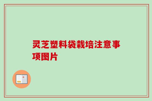 灵芝塑料袋栽培注意事项图片-第1张图片-卓越灵芝孢子粉