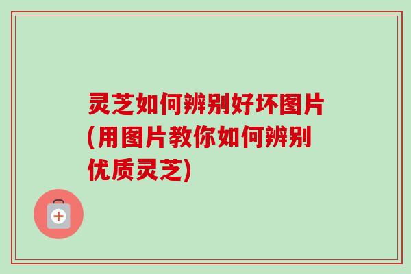 灵芝如何辨别好坏图片(用图片教你如何辨别优质灵芝)-第1张图片-卓越灵芝孢子粉 灵芝如何辨别好坏图片(用图片教你如何辨别优质灵芝)-第1张图片-卓越灵芝孢子粉