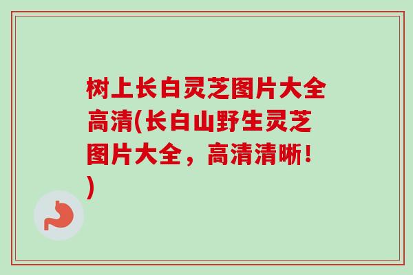 树上长白灵芝图片大全高清(长白山野生灵芝图片大全,高清清晰!)-第1张图片-卓越灵芝孢子粉 树上长白灵芝图片大全高清(长白山野生灵芝图片大全,高清清晰!)-第1张图片-卓越灵芝孢子粉
