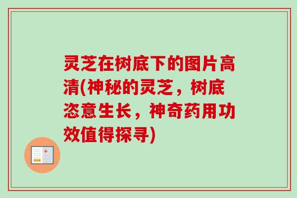 灵芝在树底下的图片高清(神秘的灵芝,树底恣意生长,神奇药用功效值得探寻)-第1张图片-卓越灵芝孢子粉 灵芝在树底下的图片高清(神秘的灵芝,树底恣意生长,神奇药用功效值得探寻)-第1张图片-卓越灵芝孢子粉