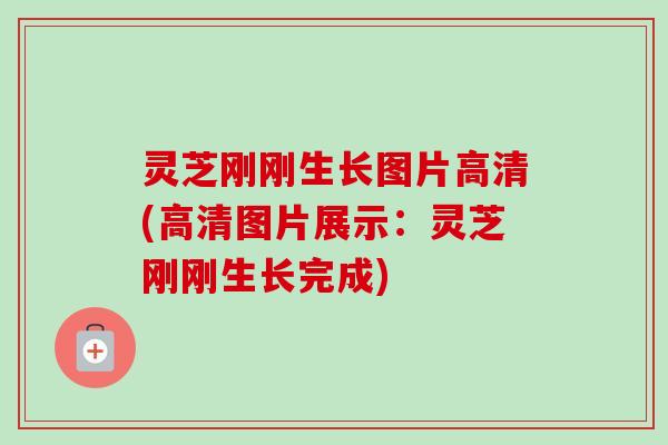 灵芝刚刚生长图片高清(高清图片展示:灵芝刚刚生长完成)-第1张图片-卓越灵芝孢子粉 灵芝刚刚生长图片高清(高清图片展示:灵芝刚刚生长完成)-第1张图片-卓越灵芝孢子粉