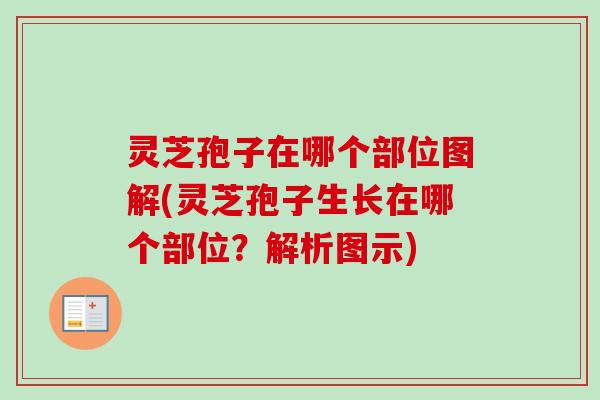 灵芝孢子在哪个部位图解(灵芝孢子生长在哪个部位?解析图示)-第1张图片-卓越灵芝孢子粉 灵芝孢子在哪个部位图解(灵芝孢子生长在哪个部位?解析图示)-第1张图片-卓越灵芝孢子粉