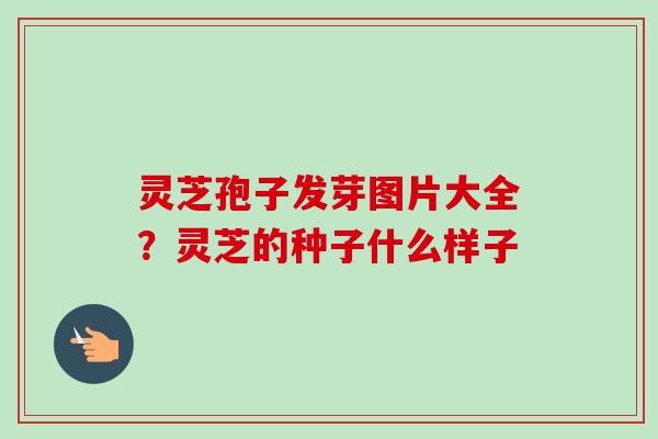 灵芝孢子发芽图片大全？灵芝的种子什么样子-第1张图片-卓越灵芝孢子粉