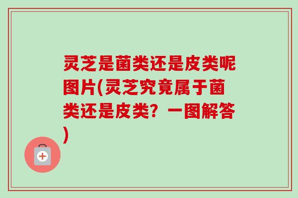 灵芝是菌类还是皮类呢图片(灵芝究竟属于菌类还是皮类？一图解答)-第1张图片-卓越灵芝孢子粉