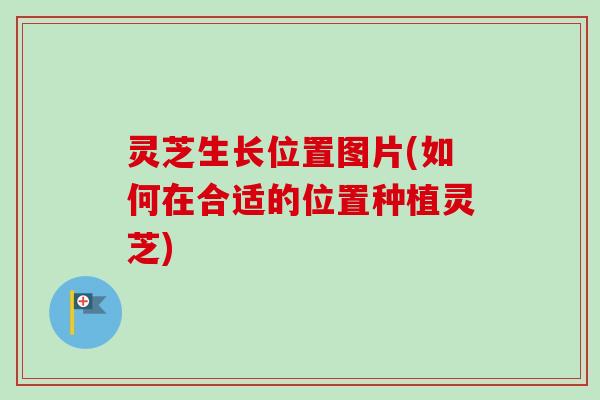 灵芝生长位置图片(如何在合适的位置种植灵芝)-第1张图片-卓越灵芝孢子粉 灵芝生长位置图片(如何在合适的位置种植灵芝)-第1张图片-卓越灵芝孢子粉