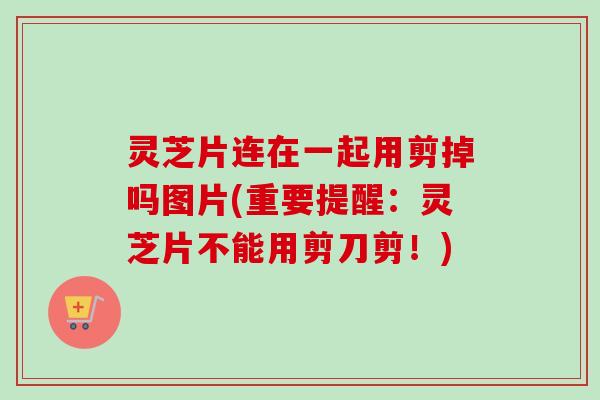 灵芝片连在一起用剪掉吗图片(重要提醒:灵芝片不能用剪刀剪!)-第1张图片-卓越灵芝孢子粉 灵芝片连在一起用剪掉吗图片(重要提醒:灵芝片不能用剪刀剪!)-第1张图片-卓越灵芝孢子粉