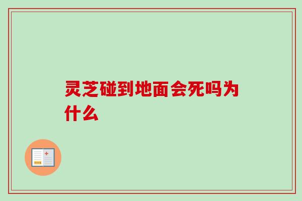 灵芝碰到地面会死吗为什么-第1张图片-卓越灵芝孢子粉