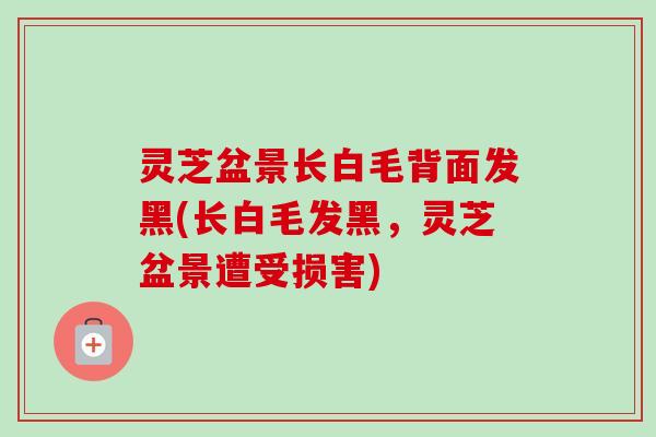 灵芝盆景长白毛背面发黑(长白毛发黑,灵芝盆景遭受损害)-第1张图片-卓越灵芝孢子粉 灵芝盆景长白毛背面发黑(长白毛发黑,灵芝盆景遭受损害)-第1张图片-卓越灵芝孢子粉