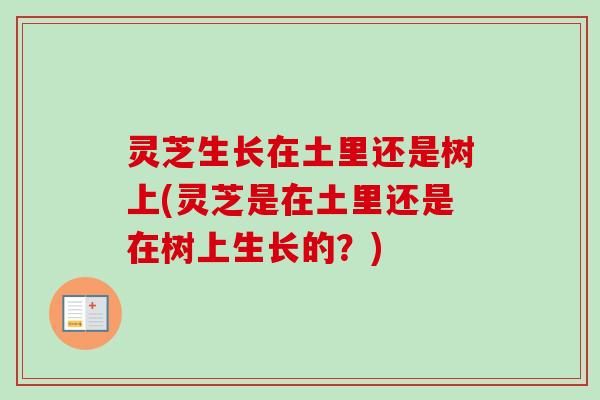 灵芝生长在土里还是树上(灵芝是在土里还是在树上生长的?)-第1张图片-卓越灵芝孢子粉 灵芝生长在土里还是树上(灵芝是在土里还是在树上生长的?)-第1张图片-卓越灵芝孢子粉