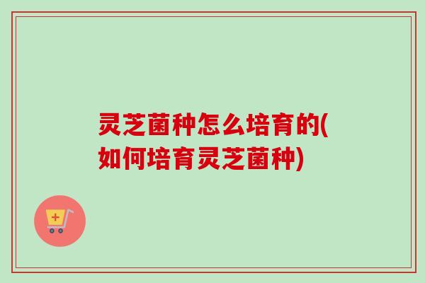 灵芝菌种怎么培育的(如何培育灵芝菌种)-第1张图片-卓越灵芝孢子粉