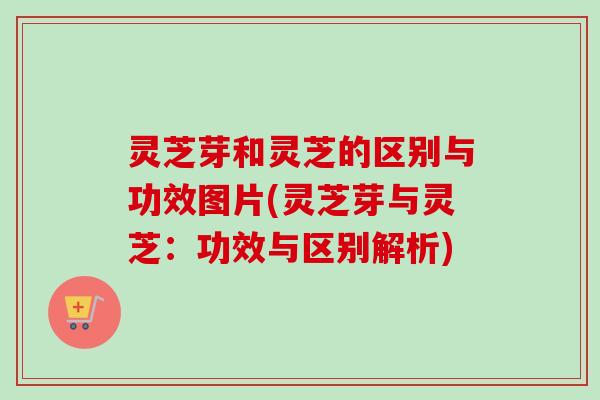 灵芝芽和灵芝的区别与功效图片(灵芝芽与灵芝：功效与区别解析)-第1张图片-卓越灵芝孢子粉