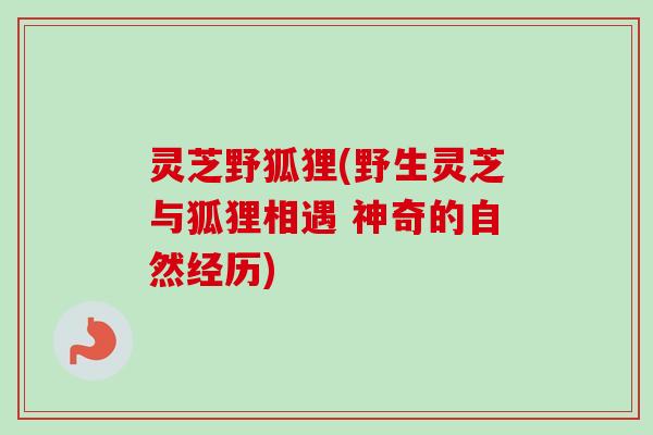 灵芝野狐狸(野生灵芝与狐狸相遇 神奇的自然经历)-第1张图片-卓越灵芝孢子粉 灵芝野狐狸(野生灵芝与狐狸相遇 神奇的自然经历)-第1张图片-卓越灵芝孢子粉