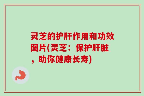 灵芝的护肝作用和功效图片(灵芝:保护肝脏,助你健康长寿)-第1张图片-卓越灵芝孢子粉 灵芝的护肝作用和功效图片(灵芝:保护肝脏,助你健康长寿)-第1张图片-卓越灵芝孢子粉