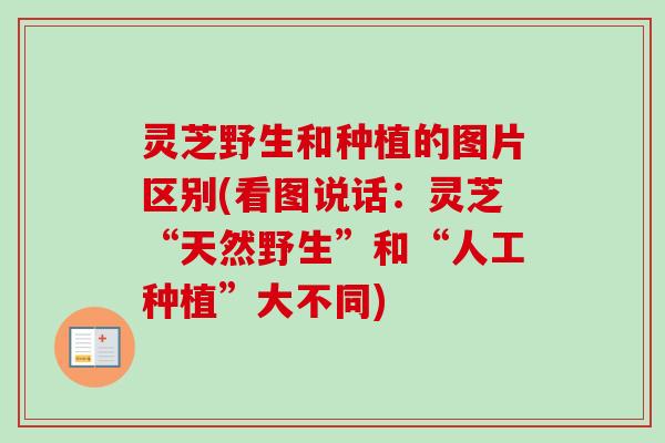 灵芝野生和种植的图片区别(看图说话:灵芝“天然野生”和“人工种植”大不同)-第1张图片-卓越灵芝孢子粉 灵芝野生和种植的图片区别(看图说话:灵芝“天然野生”和“人工种植”大不同)-第1张图片-卓越灵芝孢子粉