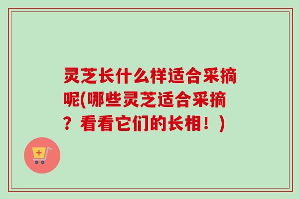 灵芝长什么样适合采摘呢(哪些灵芝适合采摘?看看它们的长相!)-第1张图片-卓越灵芝孢子粉 灵芝长什么样适合采摘呢(哪些灵芝适合采摘?看看它们的长相!)-第1张图片-卓越灵芝孢子粉