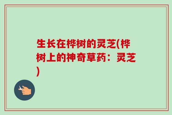 生长在桦树的灵芝(桦树上的神奇草药：灵芝)-第1张图片-卓越灵芝孢子粉