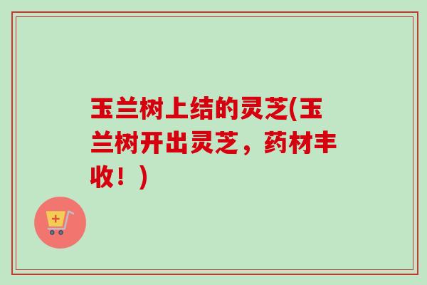 玉兰树上结的灵芝(玉兰树开出灵芝，药材丰收！)-第1张图片-卓越灵芝孢子粉