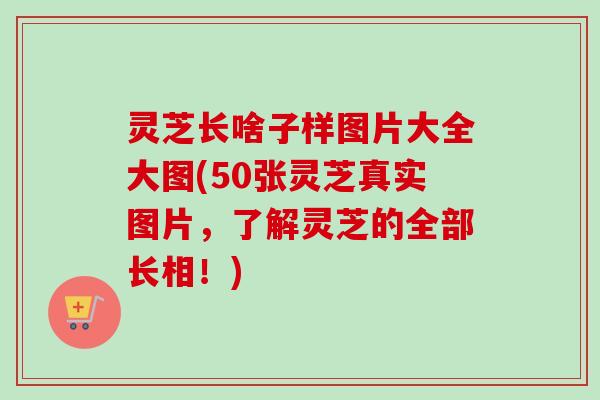 灵芝长啥子样图片大全大图(50张灵芝真实图片,了解灵芝的全部长相!)-第1张图片-卓越灵芝孢子粉 灵芝长啥子样图片大全大图(50张灵芝真实图片,了解灵芝的全部长相!)-第1张图片-卓越灵芝孢子粉