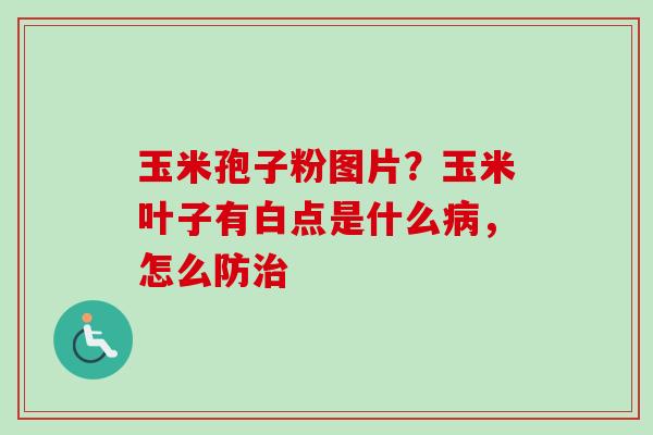玉米孢子粉图片？玉米叶子有白点是什么病，怎么防治-第1张图片-卓越灵芝孢子粉