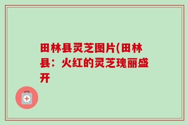 田林县灵芝图片(田林县：火红的灵芝瑰丽盛开-第1张图片-卓越灵芝孢子粉